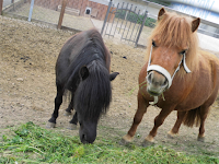 Ponys vom Campingplatz Südeifel